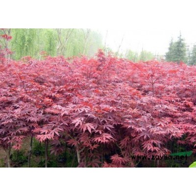 速生金叶白腊小苗