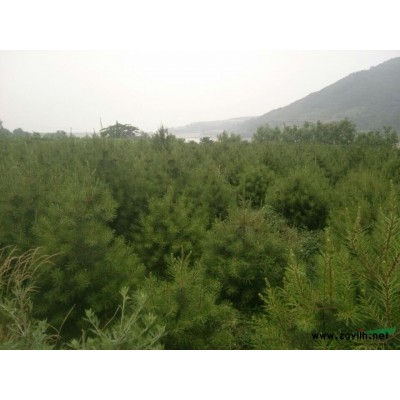 供应白皮松，云杉，红叶李，大叶女贞，规格*，价格公道