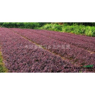 大量供应红花桎木小苗，春鹃小苗