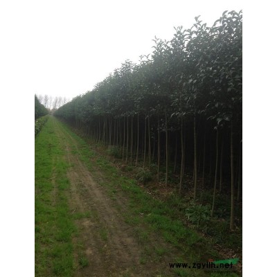 低价出售 女贞 乌桕 苦楝