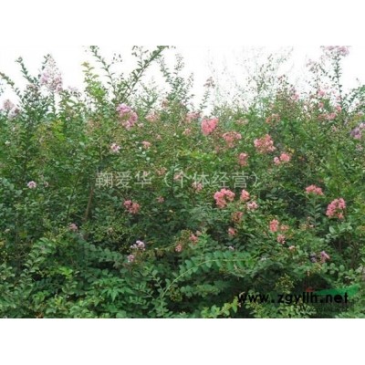 丛生紫薇5年实生苗（山东潍坊高密）