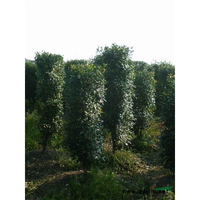 广玉兰13一20公分