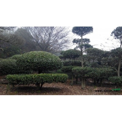 造型榆树桩*新价格/造型榆树桩报价