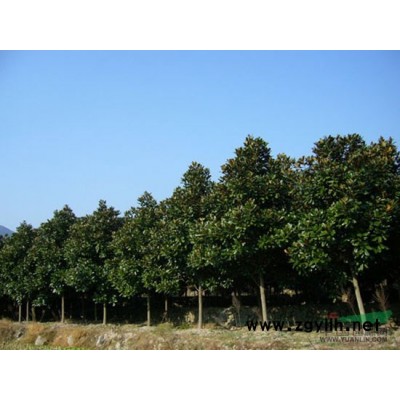 供应天竺桂，物美价优