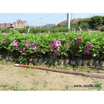 银边草、鸭脚木、红叶石楠、四季桂、大小叶栀子花