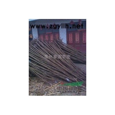 大量出售泡桐树苗