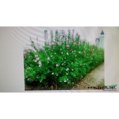 大量供应铁杆海棠。