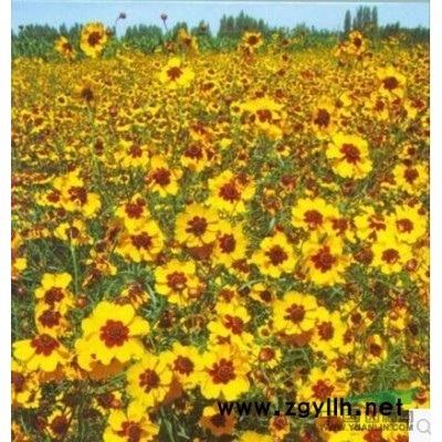 桧柏苗，蜀桧小苗