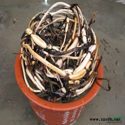 阿莲品牌 覆盆子 新鲜 覆盆子种子 现买现挖 特价促销 小苗