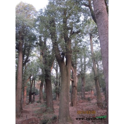 长年提供香樟树，品质优，规格*