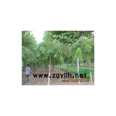 沃土国槐报价，速生国槐价格，国槐基地，河北沃土苗木