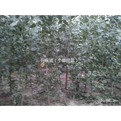 山东沂水县供应5-8公分银杏树