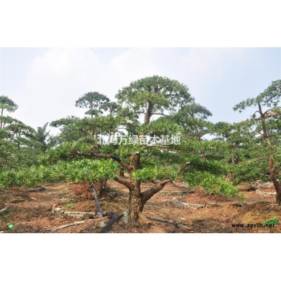 长期供应各种规格罗汉松