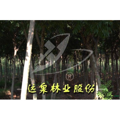 江西地区供应冠幅20-250公分茶梅球