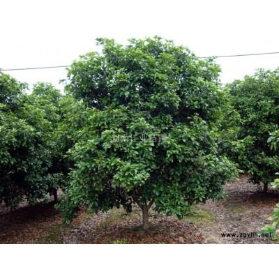 大叶栀子，小叶栀子，小叶女贞，八角金盘，十大功劳，月季