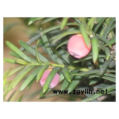 1996年中国政府引进种植的曼地亚红豆杉基地，请认准官方购买