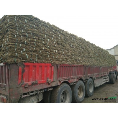 镇江草坪批发，选择沙培果岭草草坪请到句容坪之都草坪基地