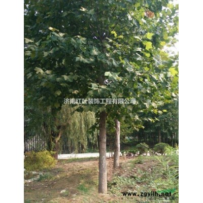 出售三年生瓜子黄杨