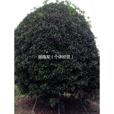 浙江宁波供应大批量日本红枫，质量保证