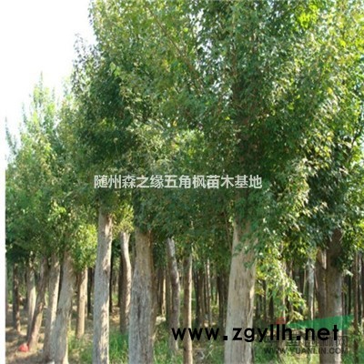 供应五角枫