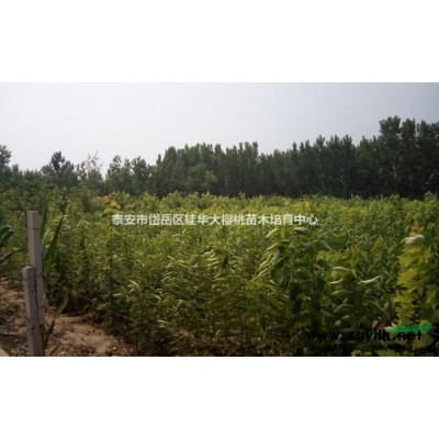 急售 吉赛拉樱桃苗1-3公分当年苗 10-15W株。