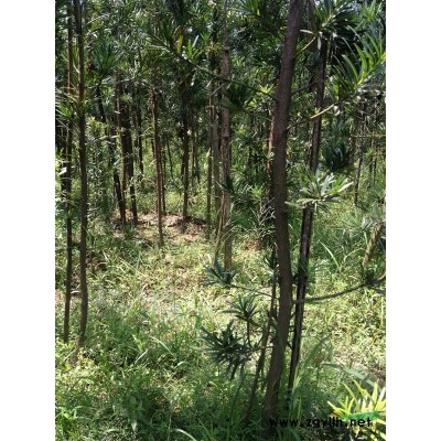 桂花、紫薇、红继木及球、罗汉松、嫁接桃树苗、红叶石楠及球