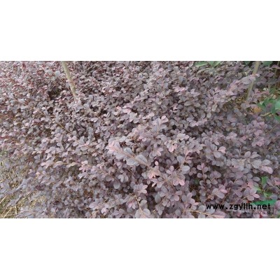 安徽地区供应乌梅