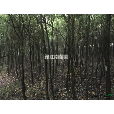 供应香樟、女贞、栾树