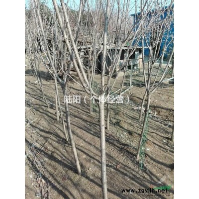 江苏地区供应广玉兰，桂花