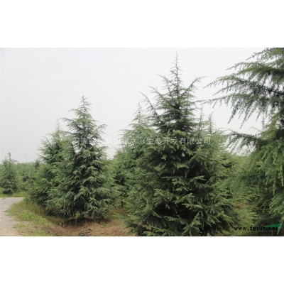 本苗圃有8-10公分法梧出售