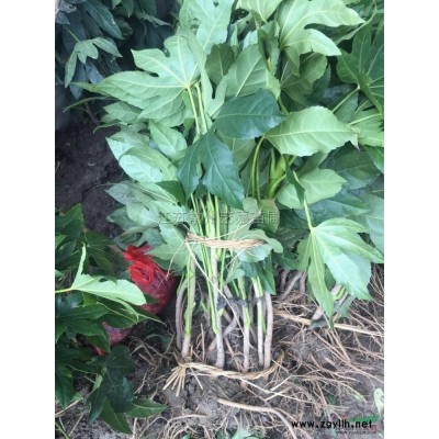 江苏青叶常春藤*新报价/青叶常春藤图片