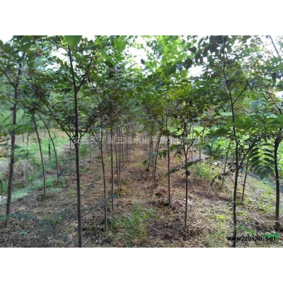 水栀子长期大量供应/浙江安吉水栀子苗圃基地直供