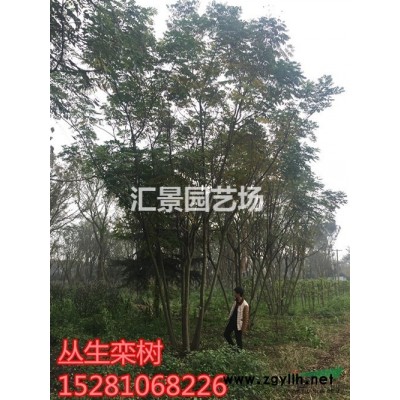 三角梅，九重葛造型三角梅，伞型三角梅供应