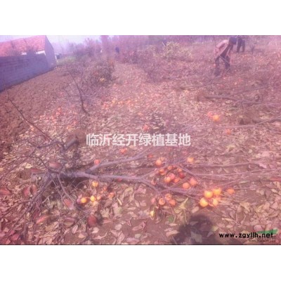 海棠 玉兰 樱花 三红紫薇 银杏 女贞等成品苗销售