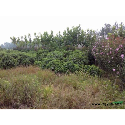 三角枫小苗凤阳祥波苗木场