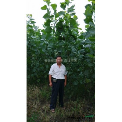 红王子锦带球 冠幅70-80公分 安徽红王子锦带