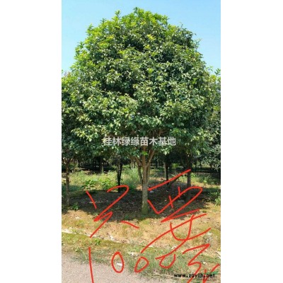 三角枫米径25公分，高15米，冠7米