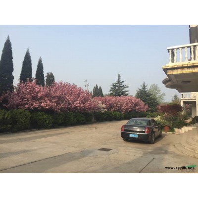 低价出售D15-30樱花小叶黄杨球大黑松大龙柏大法桐大雪松