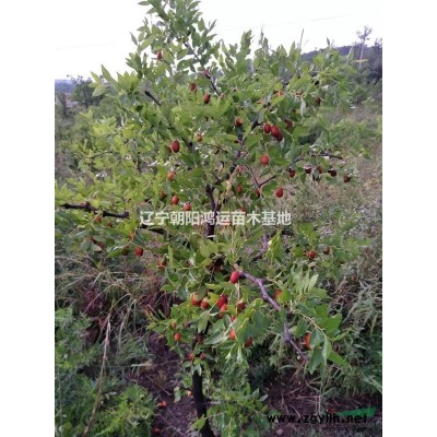 枣树 杏树 桃树 苹果树 梨树  李子树 柳树