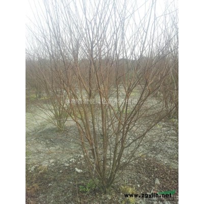 冠200cm冬青球价格720元