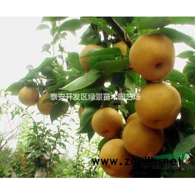 柿子苗次郎甜柿牛心柿磨盘