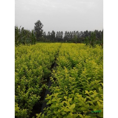 江苏新沂供应金叶女贞