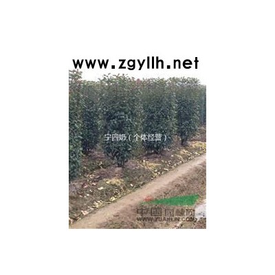 浙江金华供应。海桐，法桐