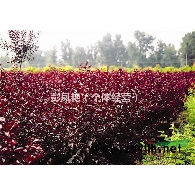 售红叶榆叶梅等