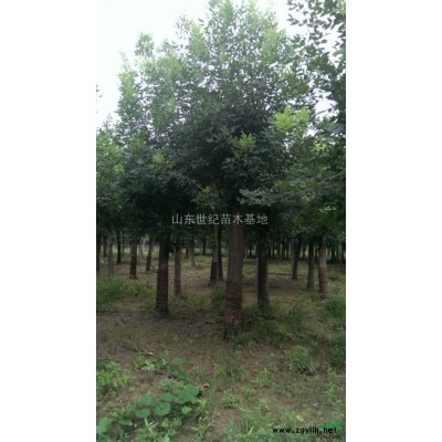 国槐树的主产地哪里合欢树报价