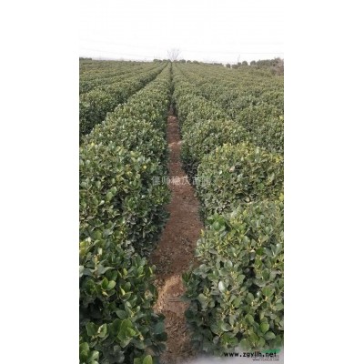 大量出售各种规格大叶黄杨、大叶黄杨球，价格公道，品质优越！