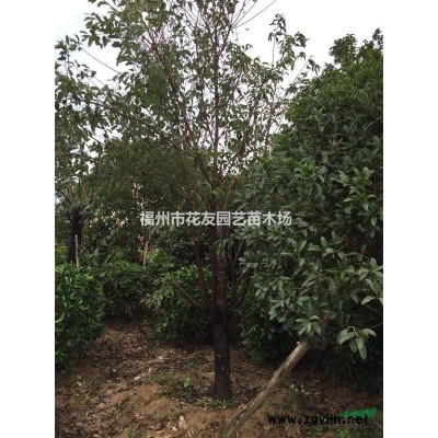 供应台湾大芒果