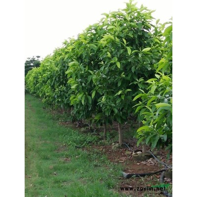 广西横县供应白玉兰袋苗、地苗宫粉紫荆3--10公分