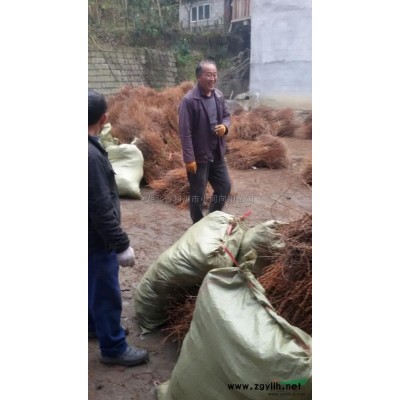 紫薇*新价格/紫薇报价