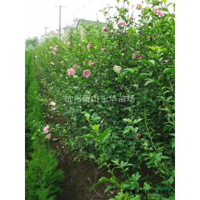 低价直销//浙江木槿/萧山红花木槿，红花木槿价格，树形美,